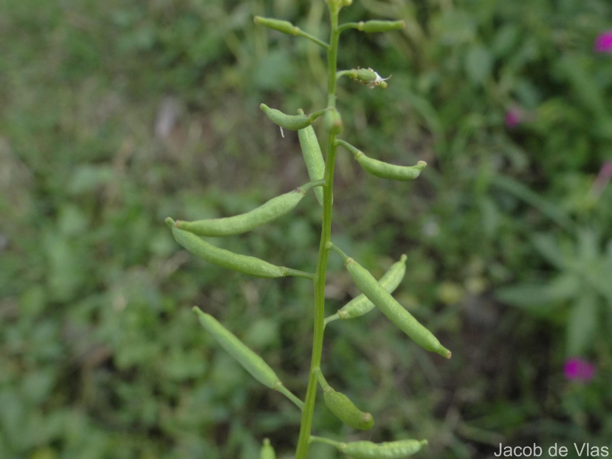 Rorippa indica (L.) Hiern